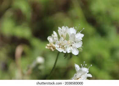 Beautiful Spring California Wild Flowers 