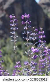 Beautiful Spring California Wild Flowers 