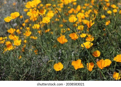 Beautiful Spring California Wild Flowers 