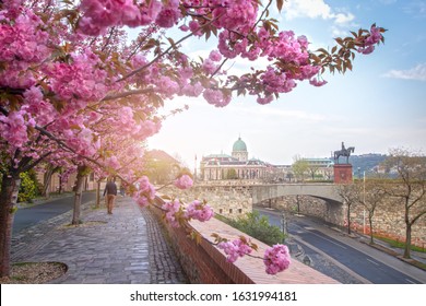Beautiful spring cityscape  with Buda Castle Royal Palace in Buda Castle district and Cherry Blossom in the foreground. View from Tóth Árpád promenad with pink blooming tree in Budapest, Hungary.
