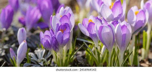 Beautiful spring crocuses in the garden. Flowering of bulbous plants in the garden. Floral spring background with pink and purple crocus flowers - Powered by Shutterstock