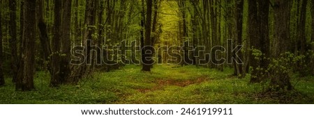 beautiful spring deciduous forest. widescreen panoramic side view 15x5 format