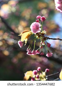 Beautiful spring evening light shining through a fully bloomed Kanzan Double Cherry Tree bloom draped with many new buds, beholding a colorful bokeh background.