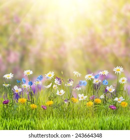 Beautiful spring floral meadow with wild flowers