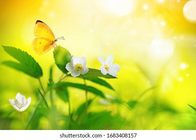 470,691 Yellow butterflies Images, Stock Photos & Vectors | Shutterstock