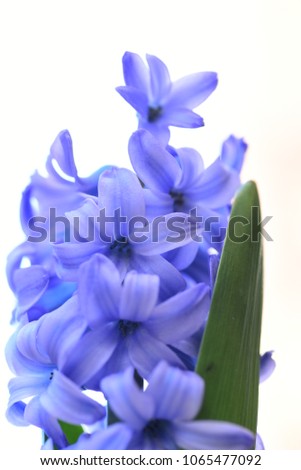 Similar – Image, Stock Photo be blue Nature Plant