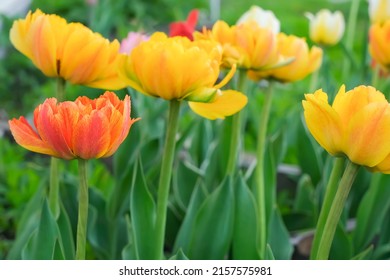 Beautiful spring flower background with blooming bright tulips. Peony-shaped double tulips, photo with focus on one flower of variegated color. High quality photo