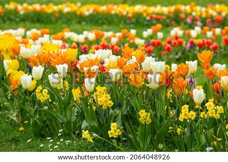 Beautiful spring flower bed with lot of different color and variation of flowers, tulips, narcissus and Muscari Grape Hyacinth.