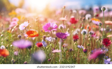 A beautiful spring flower field summer meadow. Natural colorful landscape with many wild flowers of daisies against blue sky. A frame with soft selective focus. Magical nature background blossom