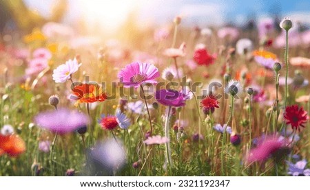 A beautiful spring flower field summer meadow. Natural colorful landscape with many wild flowers of daisies against blue sky. A frame with soft selective focus. Magical nature background blossom