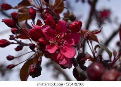 Beautiful Spring Flower, Red.malus Floribunda.japanese Crabapple