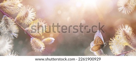 Beautiful spring flower willow pussy and butterfly - Background sunny easter nature 

