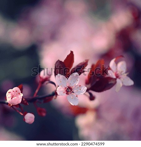 Similar – Japanese Spring Blossom