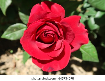 Beautiful spring flowers - Shutterstock ID 645734098
