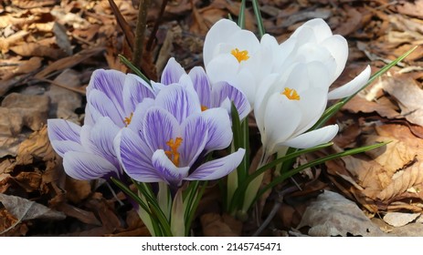 Beautiful Spring Flowers in full bloom on a sunny day in April. Purple flower, White Flowers, Yellow Flowers. Spring Flower Bulbs planted in the fall and in full bloom in the spring time for May.