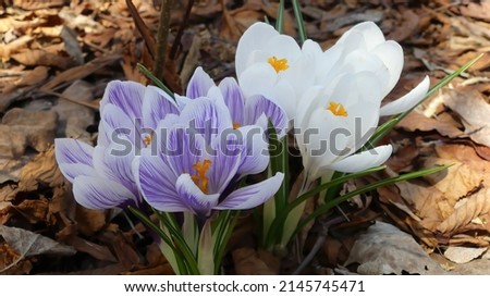 Beautiful Spring Flowers in full bloom on a sunny day in April. Purple flower, White Flowers, Yellow Flowers. Spring Flower Bulbs planted in the fall and in full bloom in the spring time for May.
