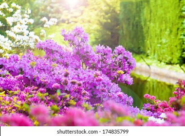 Beautiful Spring Flowers In Keukenhof Garden, Holland