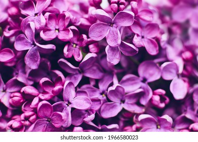 Lilac Texture Images Stock Photos Vectors Shutterstock