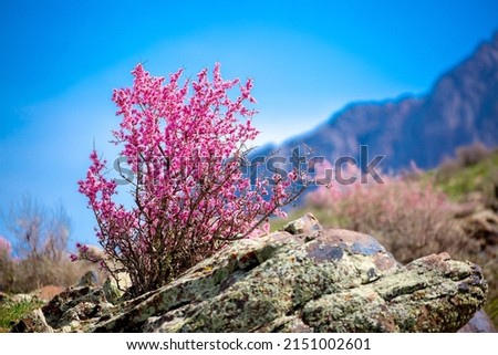 Beautiful spring flowers in mountain nature. Unusual flowering bushes. Flowering bushes and trees against the backdrop of green meadows.