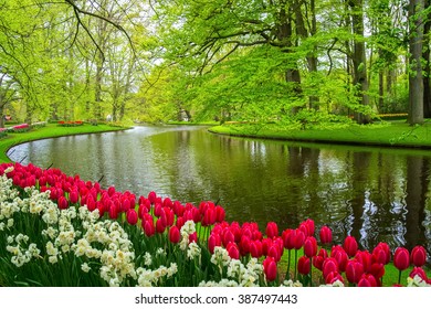 Beautiful spring flowers near pond in Keukenhof park in Netherlands (Holland)
