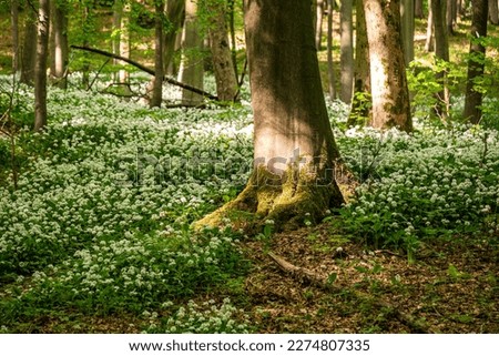 Beautiful spring forest with loads of wild garlic (Allium ursinum) on the forest floor, Ith-Hils-Weg, Ith, Weserbergland, Germany