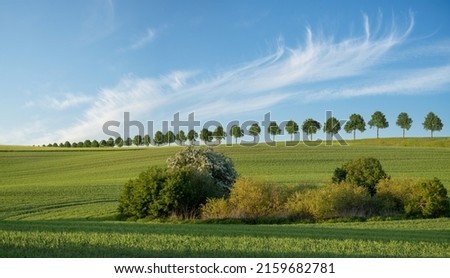 Similar – Courage to leave gaps. Missing trees in an avenue, landscape