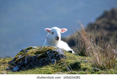 Beautiful Spring Lamb In Snowdonia