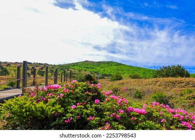 It is a beautiful spring landscape with azalea flowers in full bloom on Hallasan Mountain in Jeju Island, South Korea. - Shutterstock ID 2253798543
