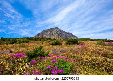 It is a beautiful spring landscape with azalea flowers in full bloom on Hallasan Mountain in Jeju Island, South Korea. - Shutterstock ID 2253798633