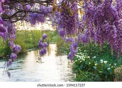 Beautiful Spring Landscape With Blooming Purple Wisteria Under A Quiet River On Sunset