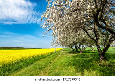 Beautiful spring landscape with blossoming orchard and rape field