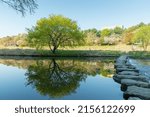 Beautiful spring landscape at Bundang-gu, Seongnam-si, Korea, There are yellowish green trees at Tancheon stream