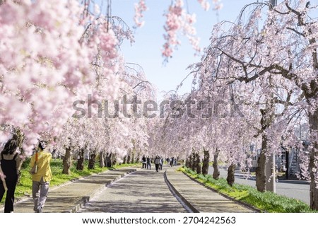 Beautiful Spring landscape with cute pink Shidare Zakura or weeping cherry blossom in Nicchusen Memorial Cherry Blossom Path. Kitakata, Fukushima, Japan