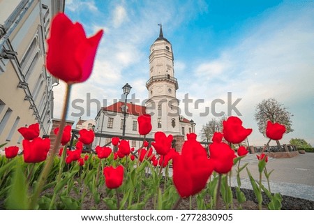 Beautiful spring landscape featuring a bed of vibrant red tulips in front of the white City Hall tower in Mogilev, Belarus. Low angle creative shot