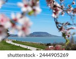beautiful spring landscape in Hungary at Lake Balaton with blooming tree and the Badacsony hill Szepkilato viewpoint .