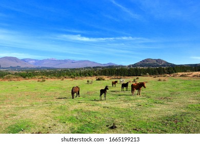 It is a beautiful spring landscape in Jeju Horse Pasture. - Shutterstock ID 1665199213