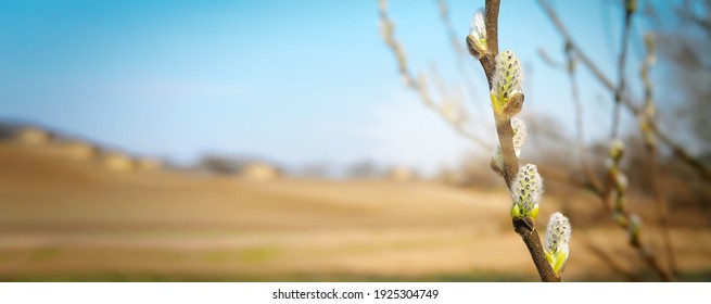 beautiful spring landscape. Palm Sunday. Blossoming willow against of rural landscape. symbol of palm branch for holiday before Easter. cross, symbol of Christianity religion. Soft focus. Art noise