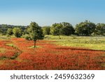 Beautiful spring landscape in Texas with a meadow full of Indian paintbrush wildflowers under a blue sky