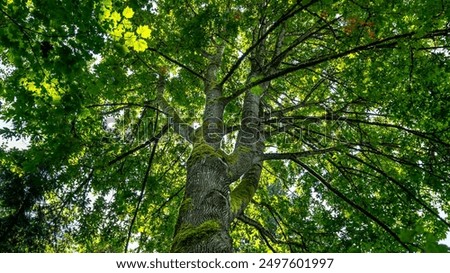 Beautiful spring leaves of maple tree and sunlight