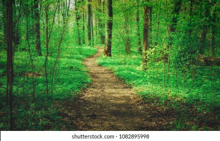 Beautiful Spring Magic Forest Forest Path Stock Photo 1082895998 ...