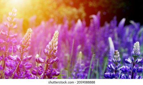 Beautiful Spring In Maine Blooming Lupine Flowers