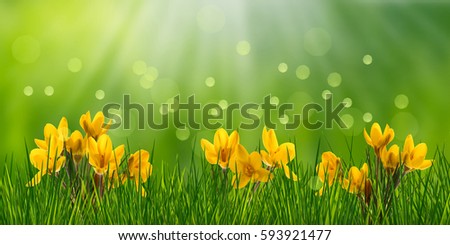 Similar – Image, Stock Photo Crocus in yellow beaming with the sun
