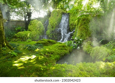 Beautiful spring moss and fern in the garden under big trees, Chiang Mai, Thailand