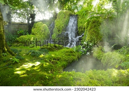 Beautiful spring moss and fern in the garden under big trees, Chiang Mai, Thailand