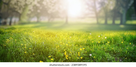 Beautiful spring natural background. Landscape with young lush green grass with blooming dandelions against the background of trees in the garden. - Powered by Shutterstock