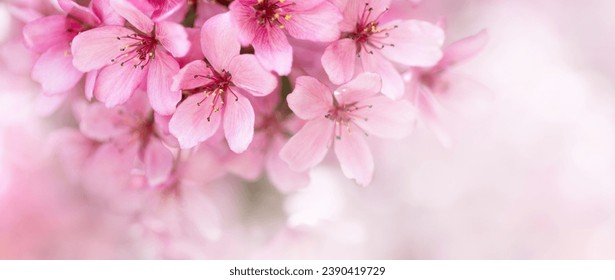 Beautiful spring natural background with pink cherry blossom flowers close up macro. - Powered by Shutterstock