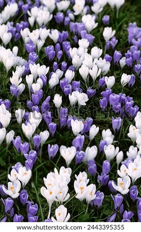 Beautiful spring nature background. blossoming purple and white flowers crocus in garden, floral nature image. first flowers in early spring season.
