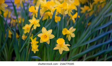 Beautiful  Spring Nature background with Daffodil Flowers, selective focus. Yellow Daffodils Flowers closeup on green background. Web banner