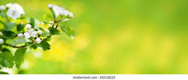 Beautiful Spring Nature Blossom Web Banner Or Header. Blurred Space For Your Text.