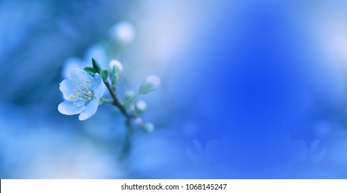 Beautiful Spring Nature Blossom Web Banner Or Header.Tranquil Abstract Closeup Macro Photography.Floral Art Design.Blurred Space For Text.Creative Artistic Blue Background.Classic Blue Pantone 2020.